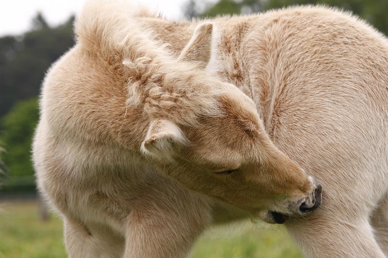 Lysir von Heidmoor (2).JPG